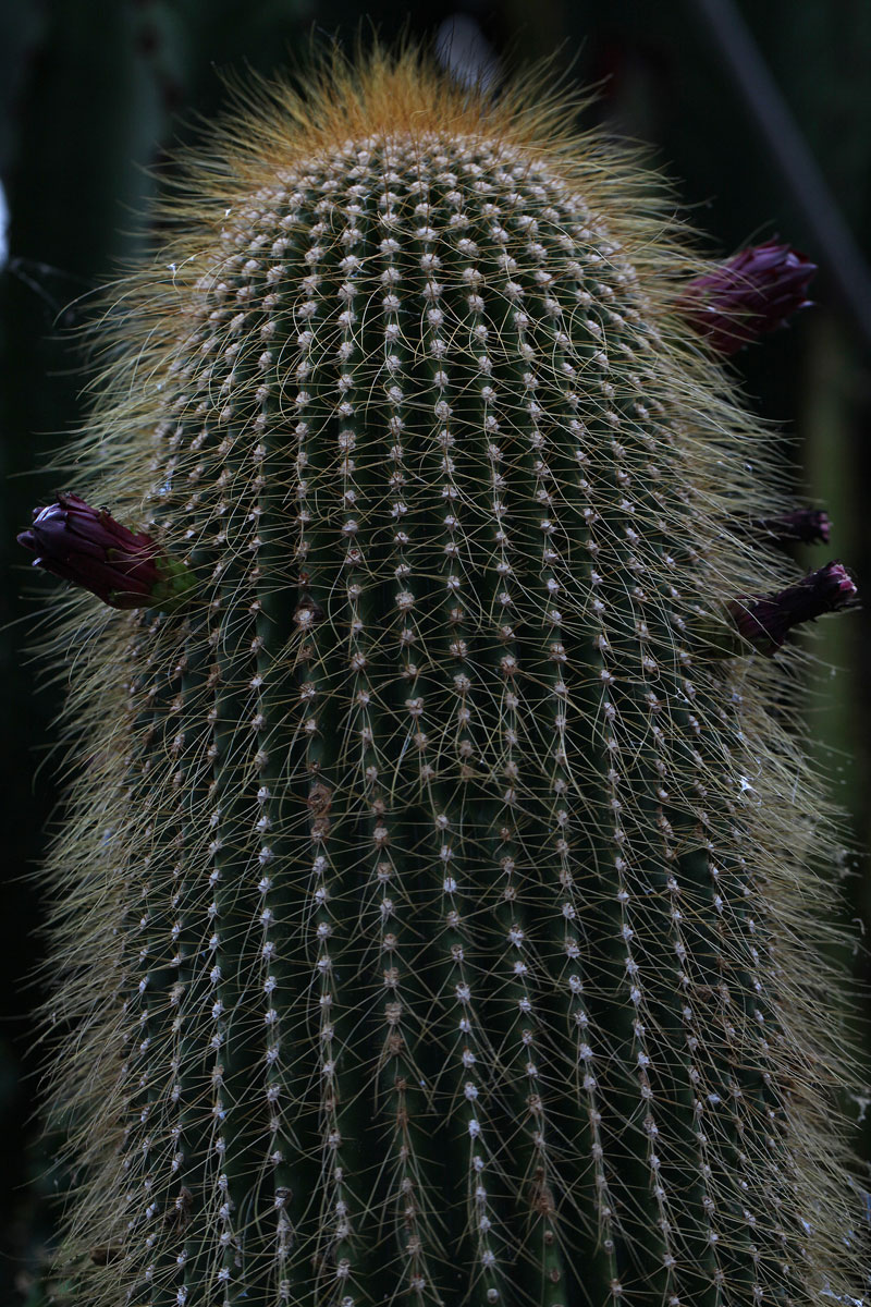 Neobuxbaumia polylopha